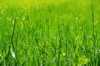 seçici odak ile yeşil çim arka plan