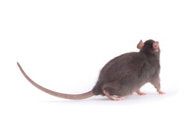  Beyaz arka plan üzerinde izole sıçan yakın çekim