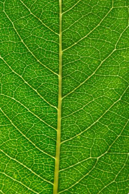 Arkaplan olarak yeşil yaprağın dokusu
