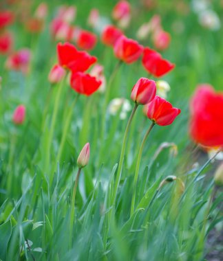 Bahçedeki kırmızı laleler