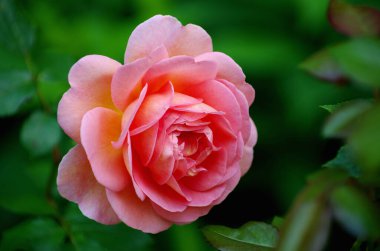 Pembe Gül bush, makro, Gül Bahçesi