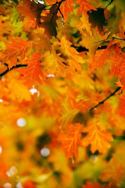 Sonbahar ormanlarındaki dallarda yapraklar.