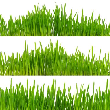 Beyaz arkaplanda yeşil çimen izole