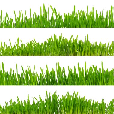 Beyaz arkaplanda yeşil çimen izole