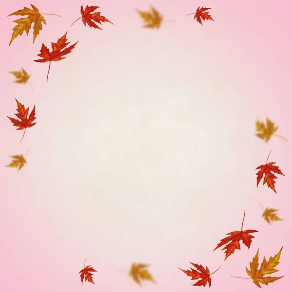 나뭇잎의 스톡 이미지