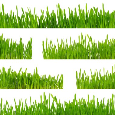 Beyaz arkaplanda yeşil çimen izole