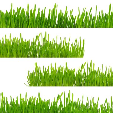 Beyaz arkaplanda yeşil çimen izole