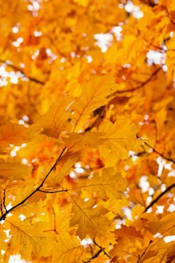 Sarı akçaağaç bir dal sonbahar yaprakları.