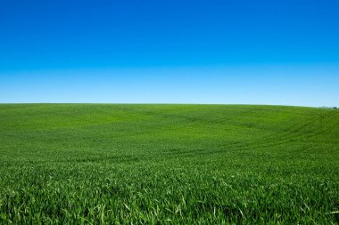 yeşil çim ve gökyüzü