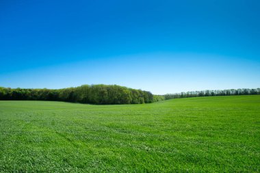 yeşil çim ve gökyüzü