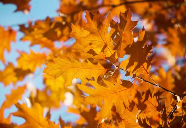 Sarı akçaağaç bir dal sonbahar yaprakları.