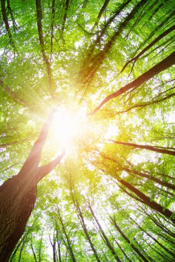 Sabah güzel orman manzarası