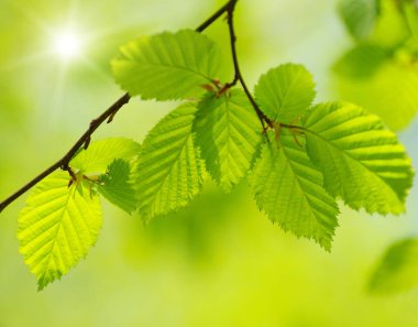 Bahar arka plan güneşli bir günde bırakır.