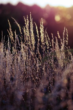 sıcak bir yaz akşamı gün batımında kuru çim