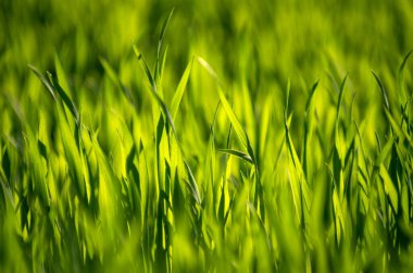 seçici odak ile yeşil çim arka plan