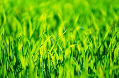 seçici odak ile yeşil çim arka plan