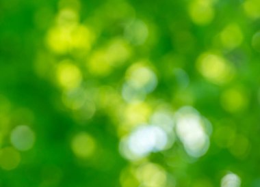 Yeşil bokeh arka plan doğa orman odak dışı