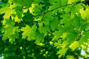 yeşil yaprakları yaz ormanda