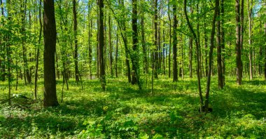 Orman ağaçları. doğa yeşil ahşap güneş ışığı arka planı
