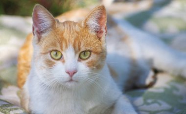 Sokak kedisi oturuyor, kapat.