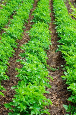 Yeşil patates bitkileri, doğa