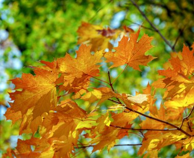 Sarı akçaağaç bir dal sonbahar yaprakları.
