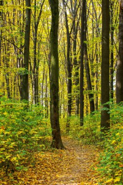 Sonbahar parkında yol