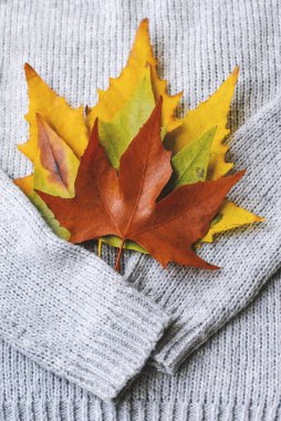 Güzel renkli sonbahar yaprakları arka plan