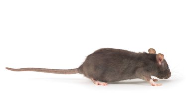  Beyaz arka plan üzerinde izole sıçan yakın çekim