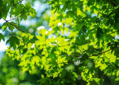 Yeşil Doğa arka plan akçaağaç yaprakları ile