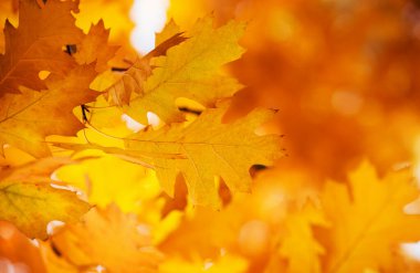 Sonbahar ormanlarındaki dallarda yapraklar.