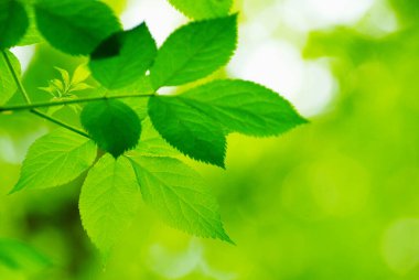 Yeşil yapraklar yeşil arka planlar