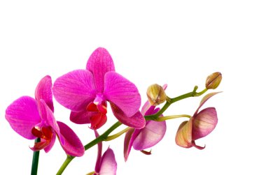 beyaz izole mor orkideler Şubesi