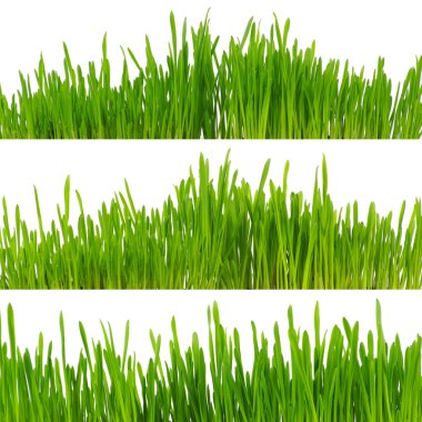 Beyaz arkaplanda yeşil çimen izole