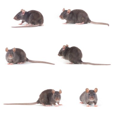 Fare beyaz arkaplanda izole edildi