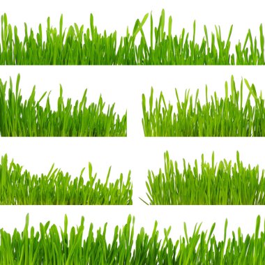 Beyaz arkaplanda yeşil çimen izole