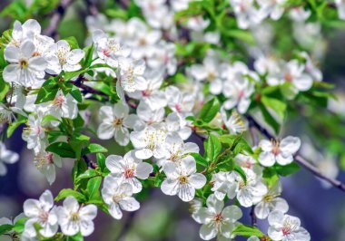 Güzel arkaplanı olan kiraz dalı