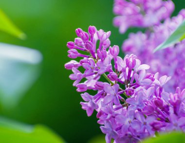 Çiçek açan dallar, seçici odak