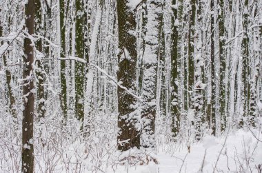 Kışın kar kaplı ağaçlar arka plan