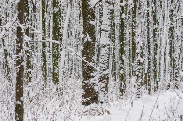 Kışın kar kaplı ağaçlar arka plan