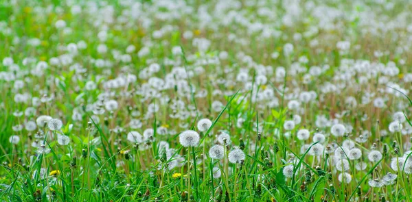 Yaz karahindiba tarlasında bahar çayırı çiçekleri