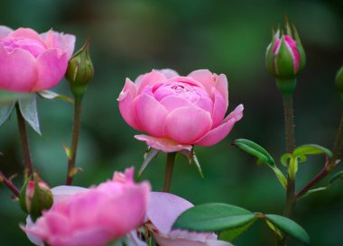 Pembe Gül bush, makro, Gül Bahçesi
