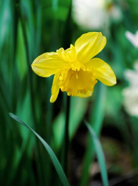 Sarı nergis bahar bahçe