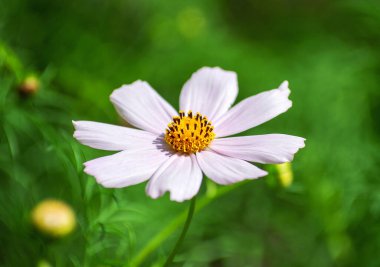 Kozmos çiçek arkaplanı