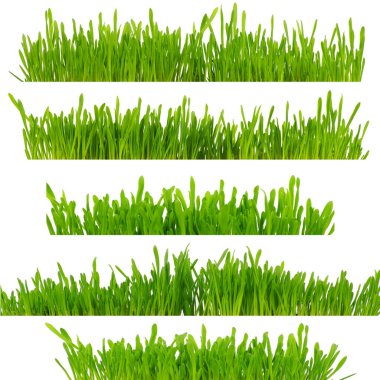 Beyaz arkaplanda yeşil çimen izole