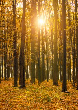 Sonbahar ormanının içinden geçen yol