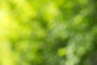 yeşil bokeh arka plan, yeşil bokeh, yeşil bokeh soyut