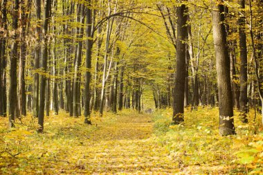Sonbahar ormanının içinden geçen yol