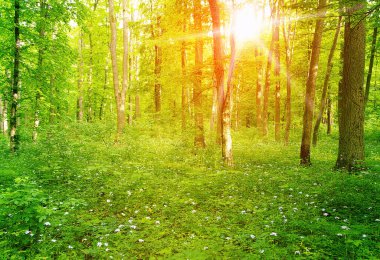 orman manzarası sabah