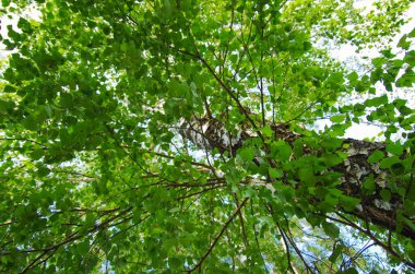 Parktaki güzel ağaçlar